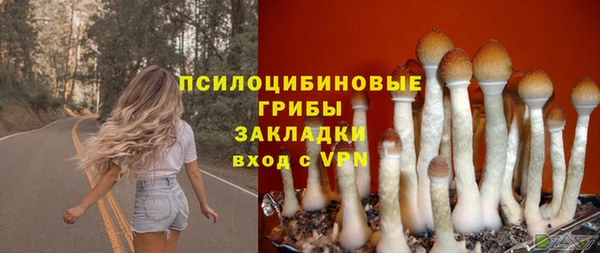 шишки Корсаков