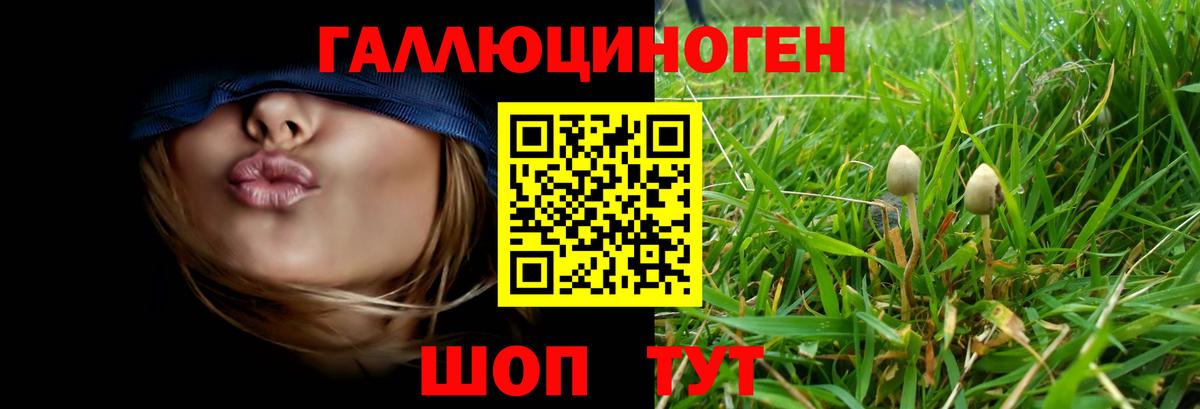 Галлюциногенные грибы Psilocybe Волгодонск